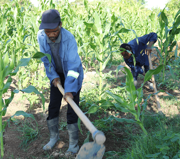Growing Knowledge: Community Agriculture as a Path to Sustainable Development